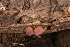 Gelatinodiscaceae