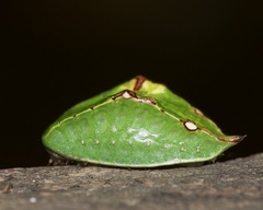 Prolimacodes badia