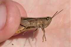 Chorthippus dichrous