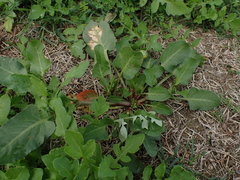 Rumex hypogaeus