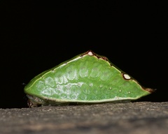 Prolimacodes badia