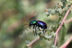 Chrysochares asiaticus