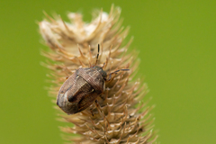 Neottiglossa pusilla