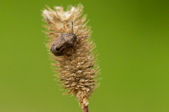 Neottiglossa pusilla