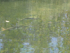 Oncorhynchus gorbuscha