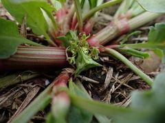 Rumex hypogaeus