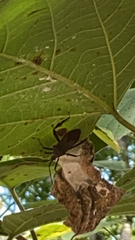 Acanthocephala terminalis