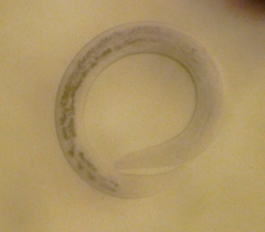 Nematoda