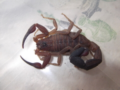 Heteroctenus junceus