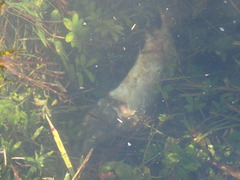 Oncorhynchus gorbuscha