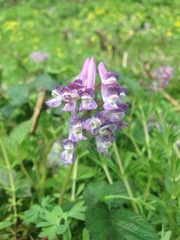Corydalis solida