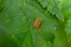 Opiliones