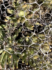 Tylecodon reticulatus