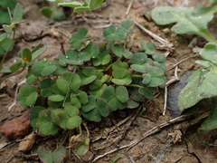 Oxalis