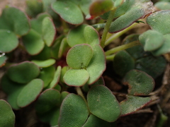 Oxalis