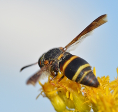 Euodynerus hidalgo