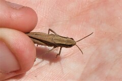 Chorthippus dichrous