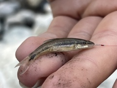 Rhinichthys cataractae