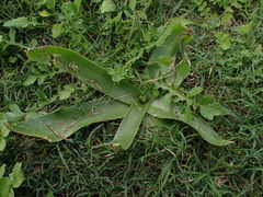 Eucomis