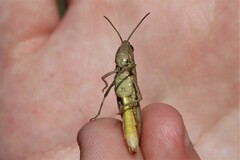 Chorthippus dichrous