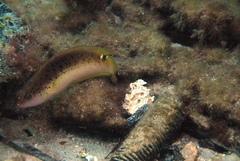 Austrolabrus maculatus