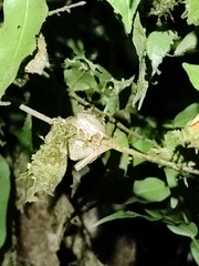 Anura