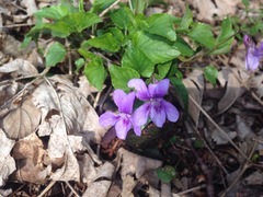 Viola reichenbachiana