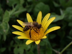 Apis mellifera capensis