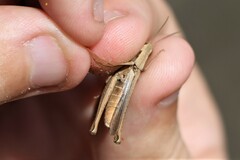 Chorthippus dichrous