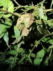 Anura