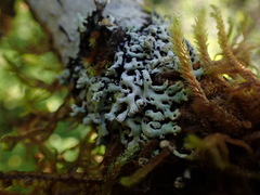 Menegazzia subsimilis