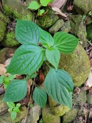 Dicliptera chinensis