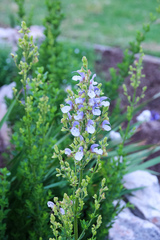 Salvia chamelaeagnea