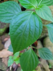 Dicliptera chinensis