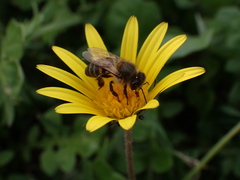 Apis mellifera capensis