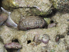 Actaeodes tomentosus