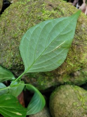 Dicliptera chinensis
