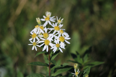 Doellingeria umbellata