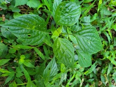 Dicliptera chinensis