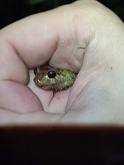 Anura