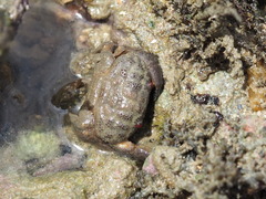 Actaeodes tomentosus