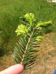 Abies alba