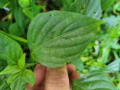 Dicliptera chinensis