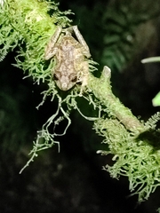 Anura