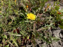 Taraxacum