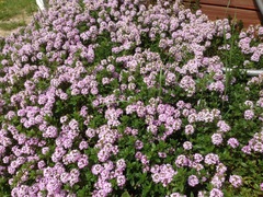 Thymus pulegioides