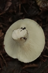 Russula delica