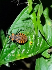 Spartocera pantomima