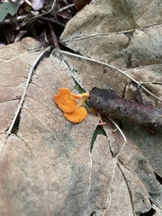 Favolaschia claudopus