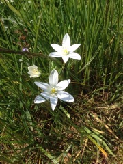 Ornithogalum umbellatum